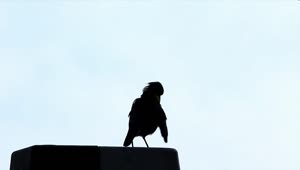 Free Stock Video Silhouette Of A Bird Against The Sky Live Wallpaper