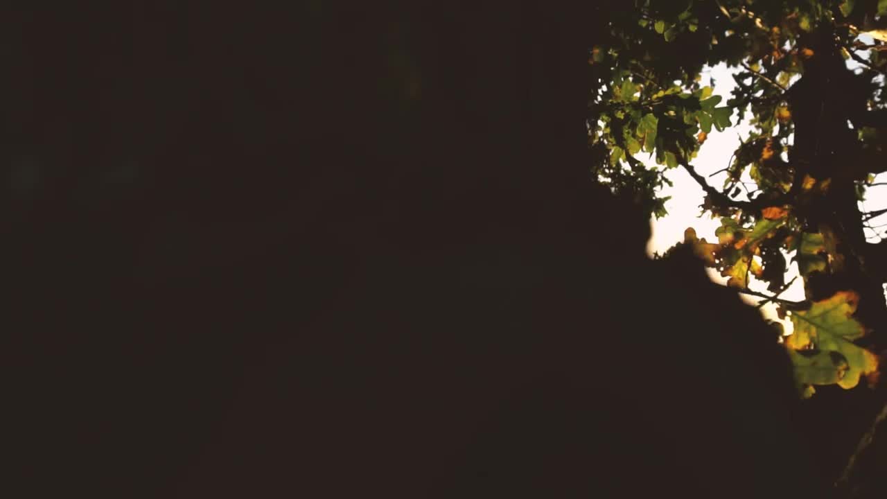 Download Free Stock Video Silhouette Of A Tree Before Sunset Live Wallpaper