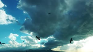 Free Stock Video Silhouette Of Seagulls In The Sky A Cloudy Day Live Wallpaper