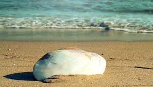 Free Stock Video Single Shell Found On The Beach Live Wallpaper