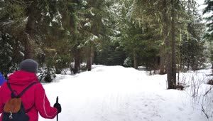 Free Video Stock Skiers In A Pine Forest In Canada Live Wallpaper
