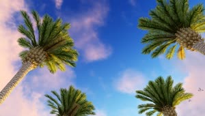 Free Video Stock Sky Of A Sunny Day With Birds And Palm Trees Live Wallpaper