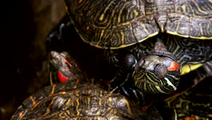 Free Video Stock Sleeping Turtles Detailed View Live Wallpaper