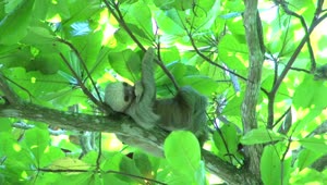 Free Video Stock Sloth High Up In A Tree Live Wallpaper
