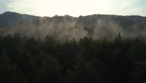 Free Video Stock Slow Aerial Tour Through A Mist Covered Forest Live Wallpaper