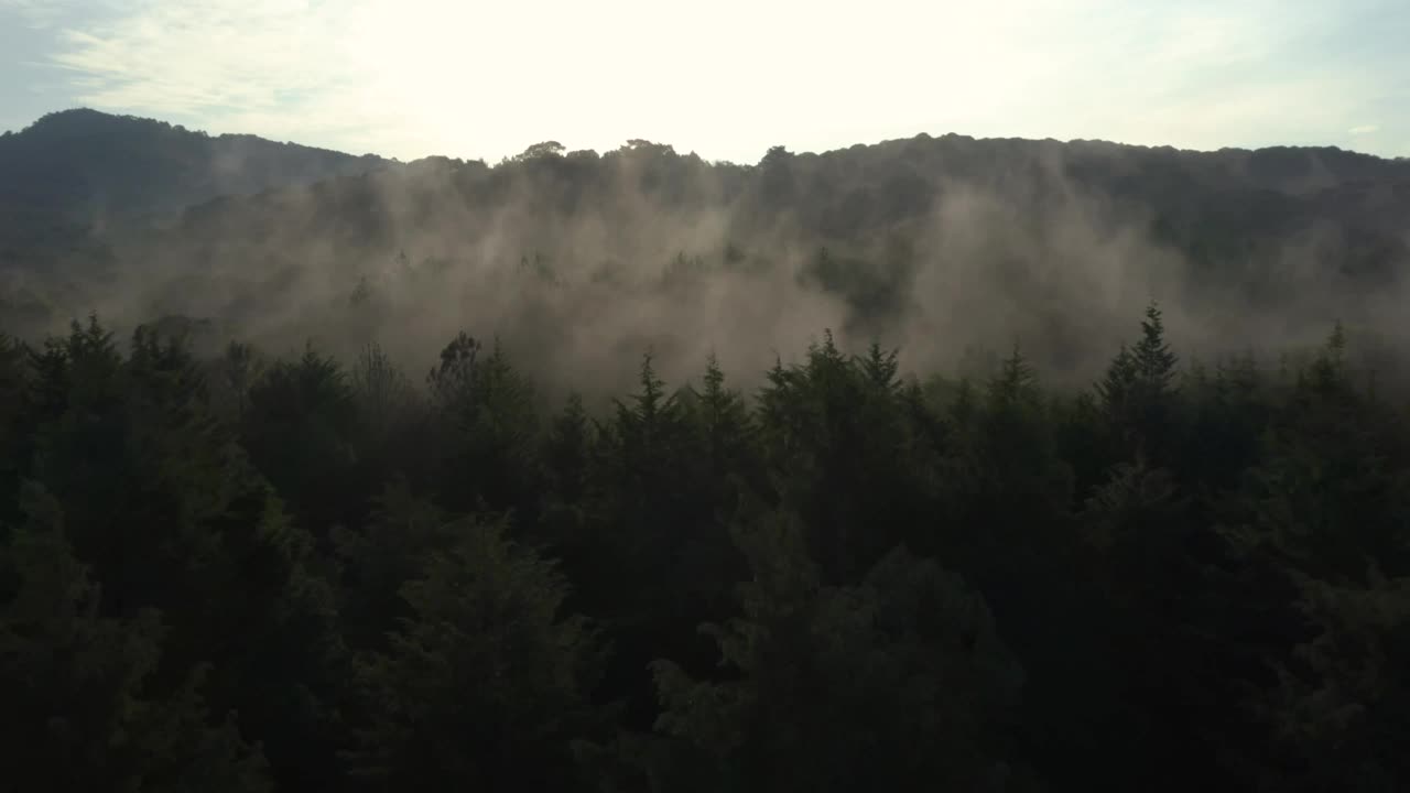Download Free Video Stock Slow Aerial Tour Through A Mist Covered Forest Live Wallpaper