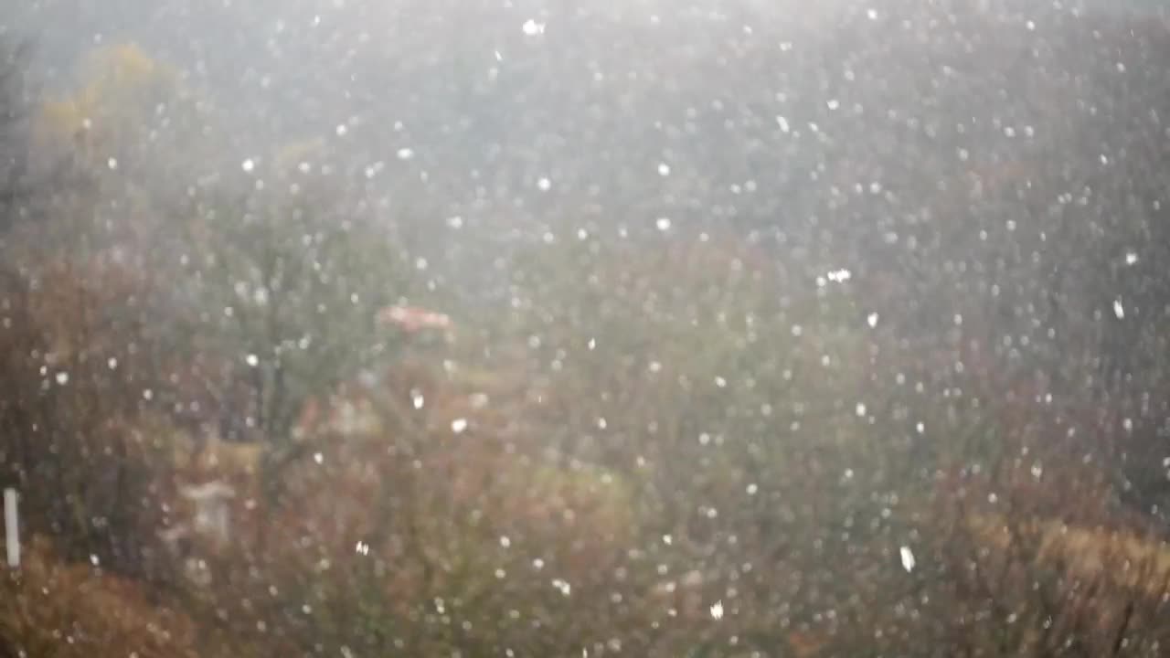 Download Free Video Stock Slow Falling Snow Over A Forest Live Wallpaper