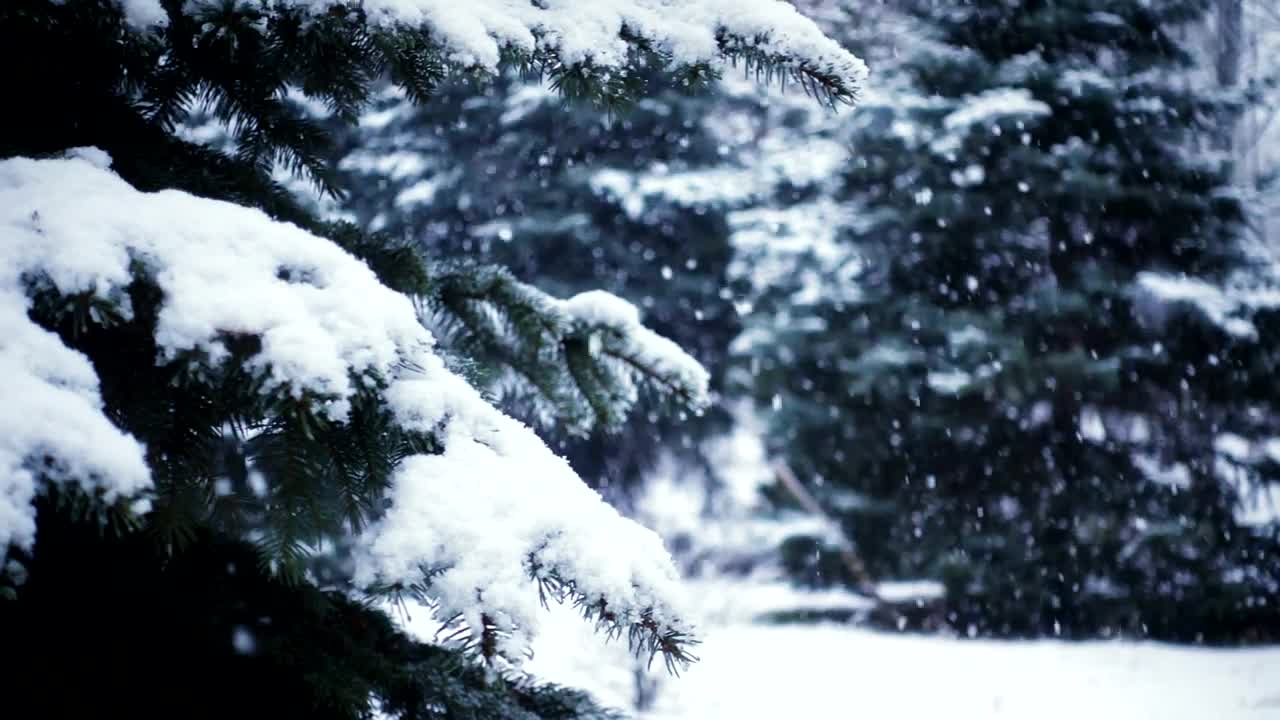 Download Free Video Stock Slow Motion Of Snow Falling In The Pine Forest Live Wallpaper