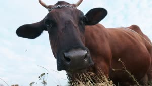 Free Video Stock Slow Motion Portrait Of A Cow Grazing Live Wallpaper