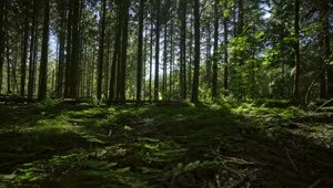 Free Video Stock Slowly Moving Through A Green Forest Live Wallpaper