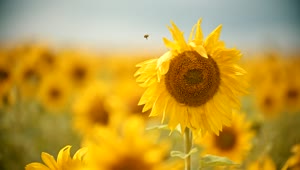 Free Video Stock Small Bee Perching On A Sunflower In A Field Live Wallpaper
