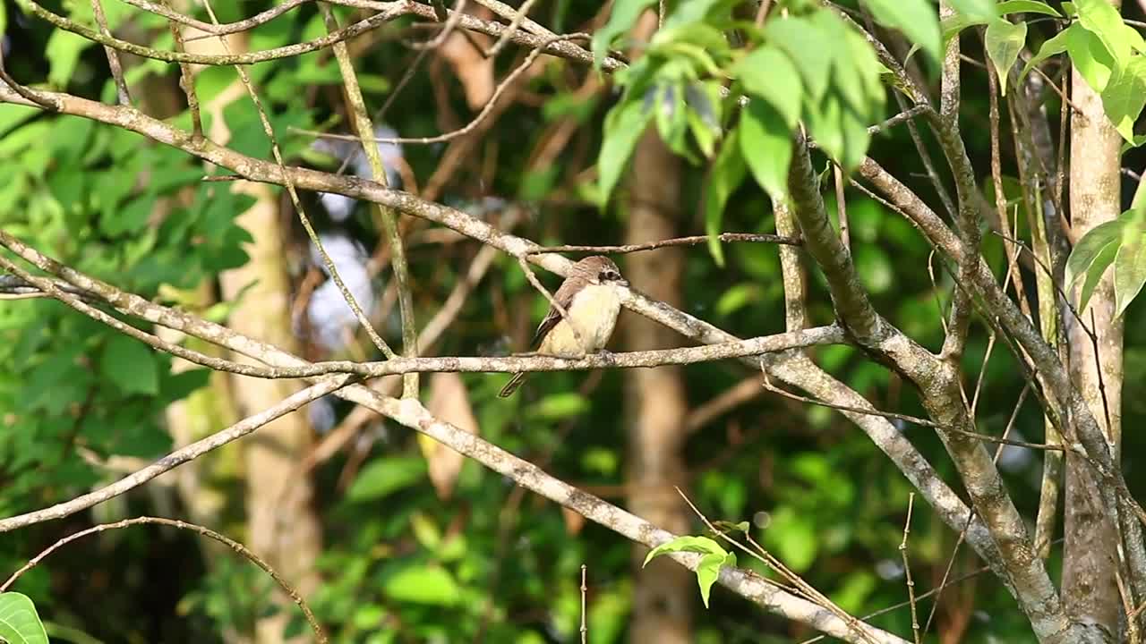 Download Free Video Stock Small Bird Looking Around Live Wallpaper