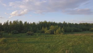 Free Video Stock Small Forest At The Edge Of A Field Live Wallpaper