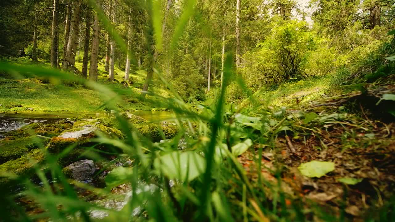 Download Free Video Stock Small Lake In The Forest Live Wallpaper