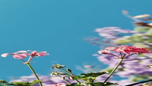 Free Video Stock Small Pink Flowers Live Wallpaper