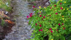 Free Video Stock Small River In A Flower Garden Live Wallpaper