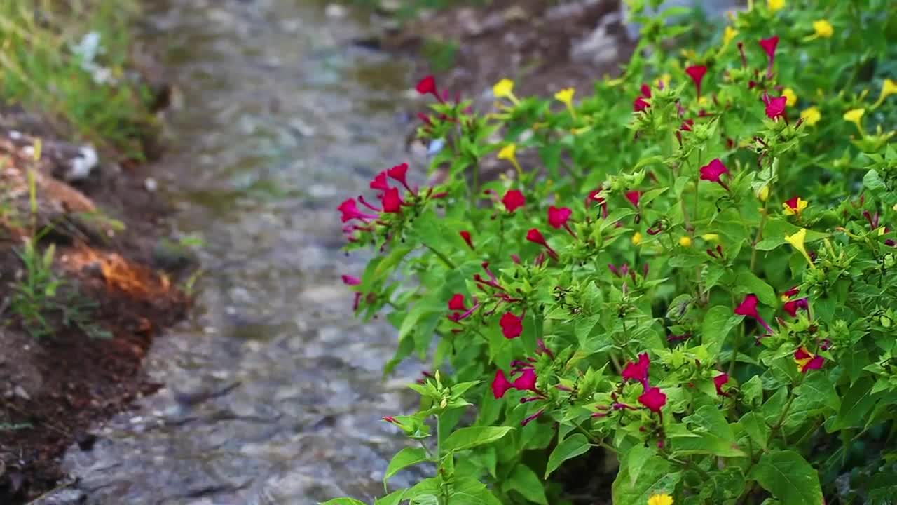 Download Free Video Stock Small River In A Flower Garden Live Wallpaper