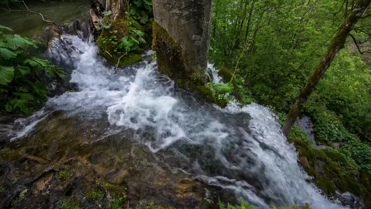 Download Free Video Stock Small River In The Forest Live Wallpaper