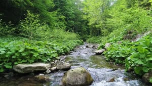 Free Video Stock Small Stream In A Forest In Spring Slow Motion Live Wallpaper