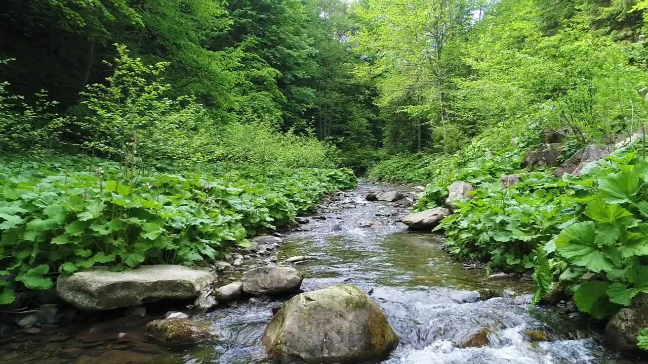 Download Free Video Stock Small Stream In A Forest In Spring Slow Motion Live Wallpaper