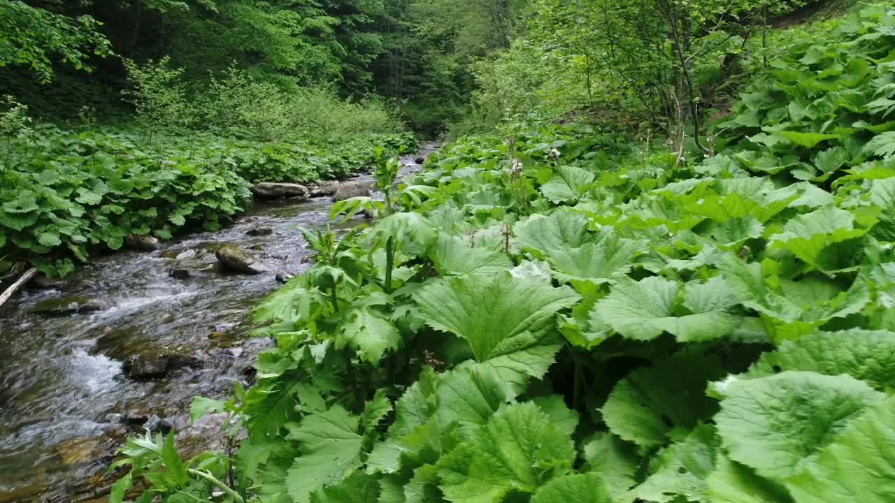 Download Free Video Stock Small Stream In Nature Slow Motion Live Wallpaper