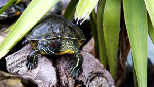 Free Video Stock Small Turtle Resting In Nature Live Wallpaper