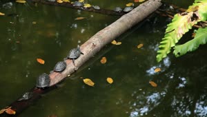 Free Video Stock Small Turtles Resting On A Log In A Pond Live Wallpaper