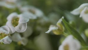 Free Video Stock Small White Flowers Live Wallpaper