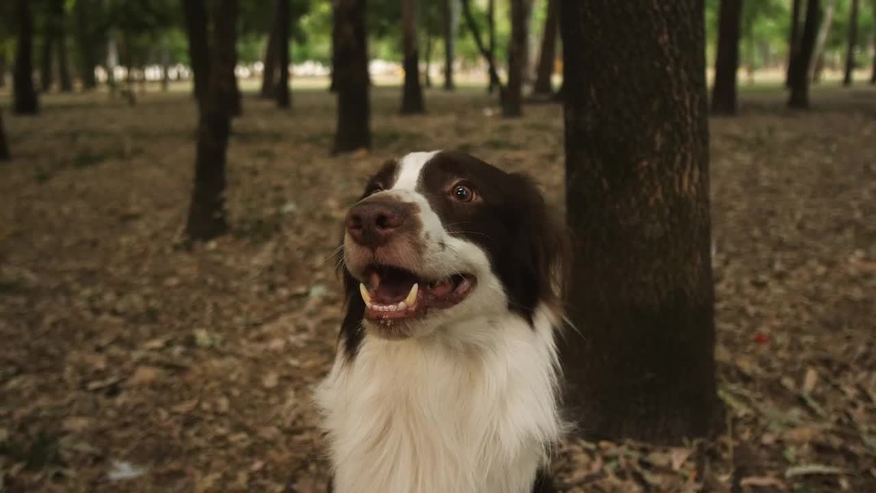 Download Free Video Stock Smiling Dog In A Forest Live Wallpaper