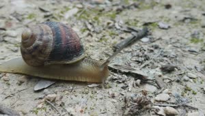 Free Video Stock Snail Crawling On The Ground Live Wallpaper