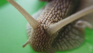 Free Video Stock Snail On A Leaf Of A Tree In A Very Live Wallpaper