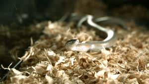 Free Video Stock Snake Moving In Slow Motion Live Wallpaper