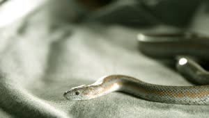 Free Video Stock Snake Over A Fabric In Slow Motion Live Wallpaper