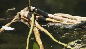 Free Video Stock Snake Swimming In A Swamp Live Wallpaper