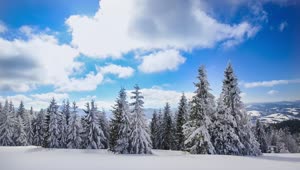 Free Video Stock Snow Covered Pine Trees On A Sunny Day Live Wallpaper
