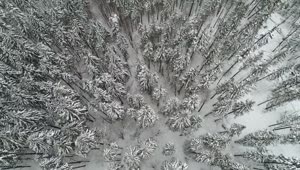 Free Video Stock Snow Covered Pines Top Aerial View Live Wallpaper