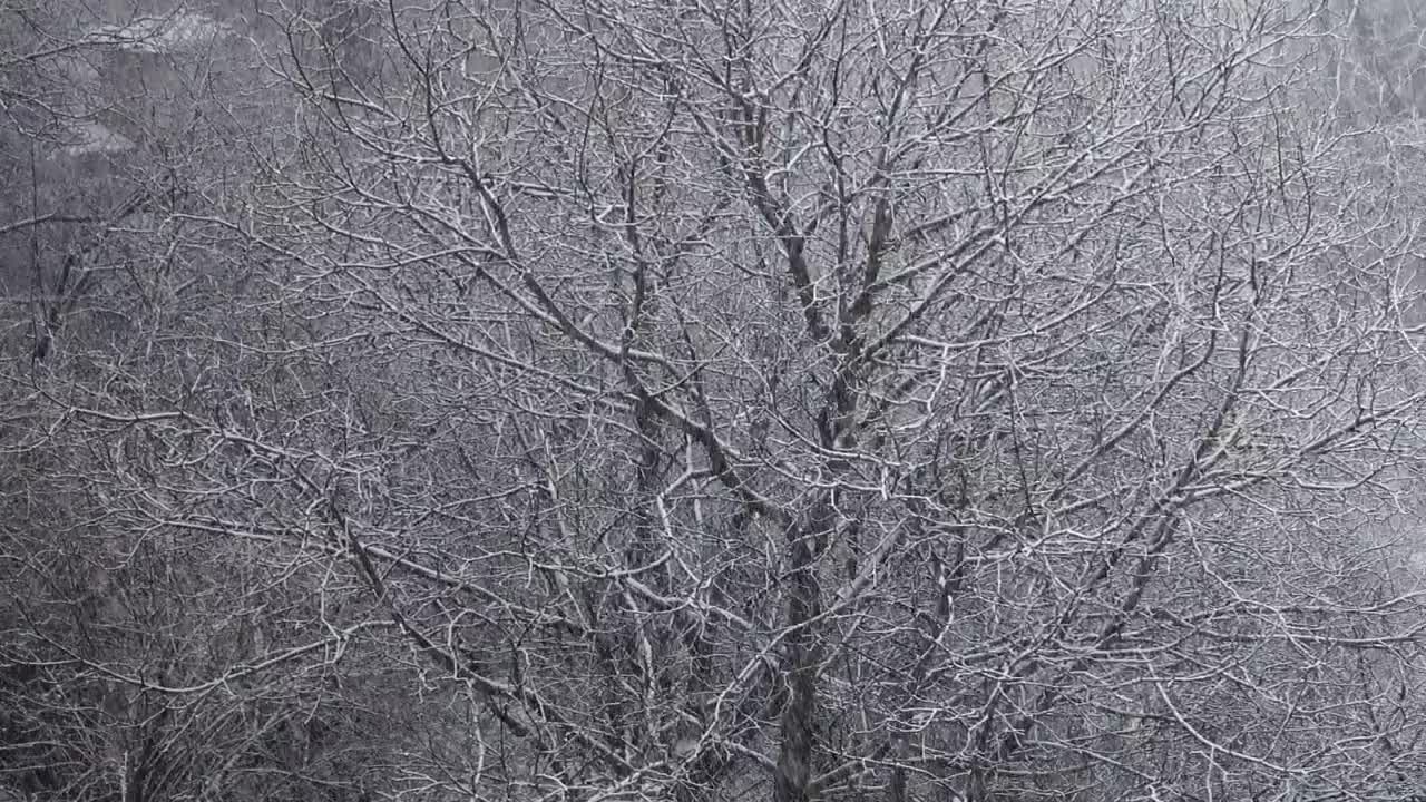 Download Free Video Stock Snow Covering A Forest And Fields Live Wallpaper