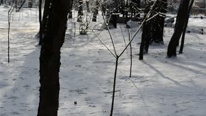 Free Video Stock Snow Covering A Park Live Wallpaper