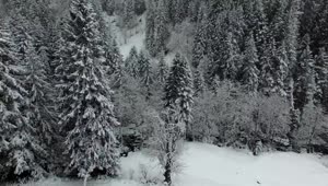 Free Video Stock Snow Falling Over A Pine Forest Live Wallpaper