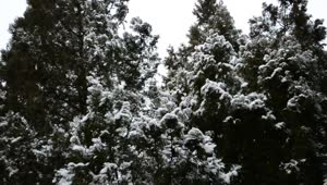 Free Video Stock Snow Falling Softly On The Trees Of A Forest Live Wallpaper