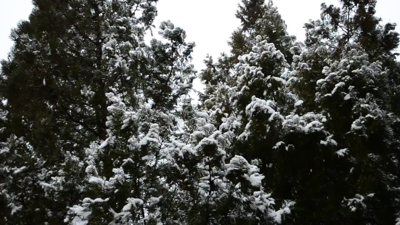 Download Free Video Stock Snow Falling Softly On The Trees Of A Forest Live Wallpaper
