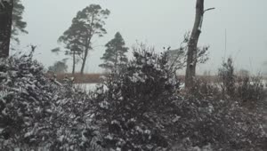 Free Video Stock Snow In A Winter Wood Live Wallpaper