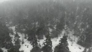Free Video Stock Snow Storm In A Pine Forest Live Wallpaper