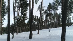 Free Video Stock Snowboarding Down A Forest Path Live Wallpaper