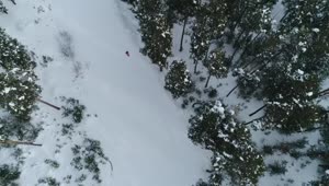 Free Video Stock Snowboarding Through A Forest Live Wallpaper
