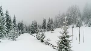Free Video Stock Snowing At A Foggy Frozen Forest Aerial View Live Wallpaper