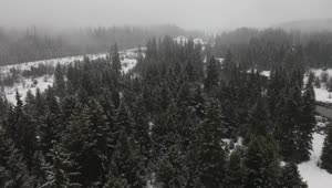 Free Video Stock Snowing In A Canadian Forest Live Wallpaper