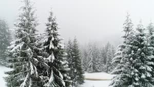 Free Video Stock Snowing In A Foggy Forest Slow Motion Live Wallpaper