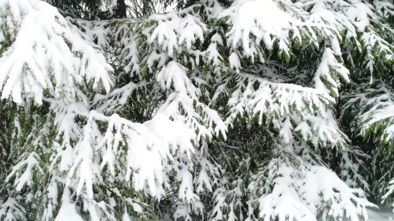 Download Free Video Stock Snowing In A Forest Slow Motion Close Up Live Wallpaper