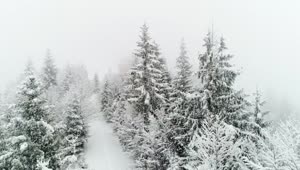 Free Video Stock Snowing In A Frozen White Forest Live Wallpaper